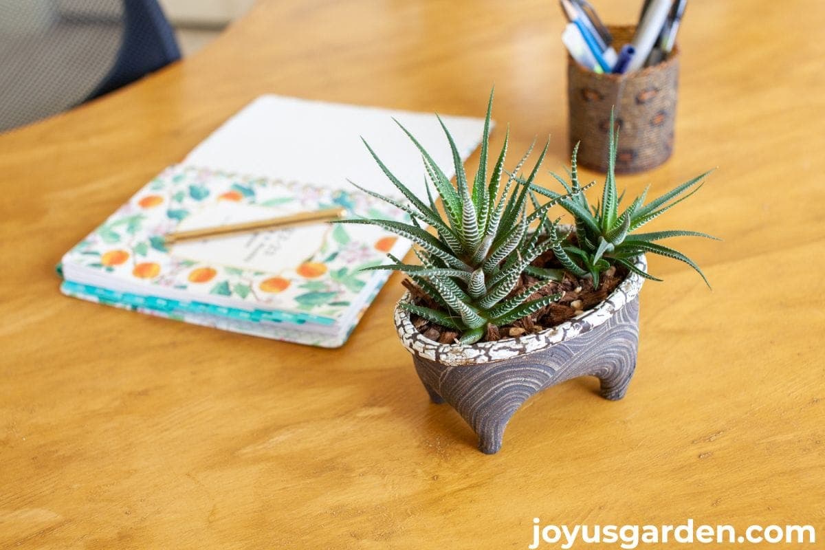 A small haworthia succulent in a terracotta pot sitting on a wooden desk next to a notebook