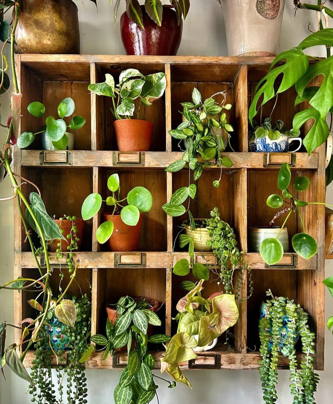A collection of small indoor plants arranged on a wooden shelf