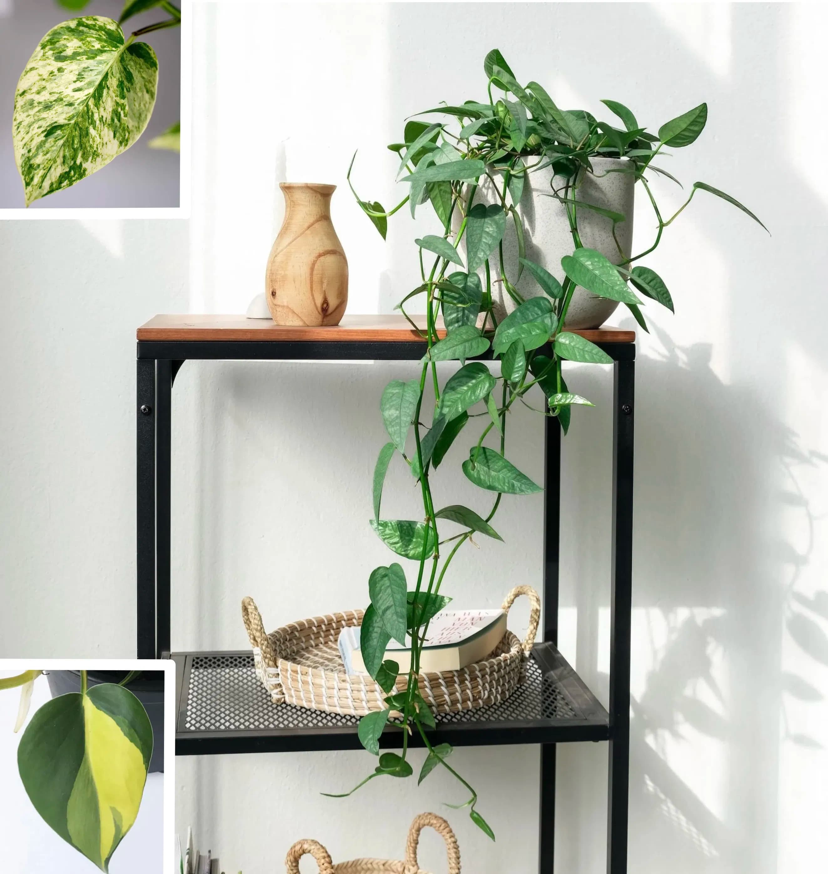 A money plant with long trailing green vines draped over the edge of a wooden shelf