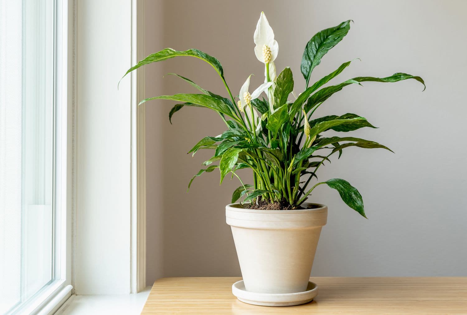 A peace lily plant with a white bloom and dark green leaves sitting in a white pot indoors