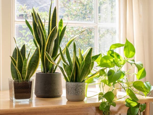A tall snake plant with upright striped leaves sitting in a pot by the window