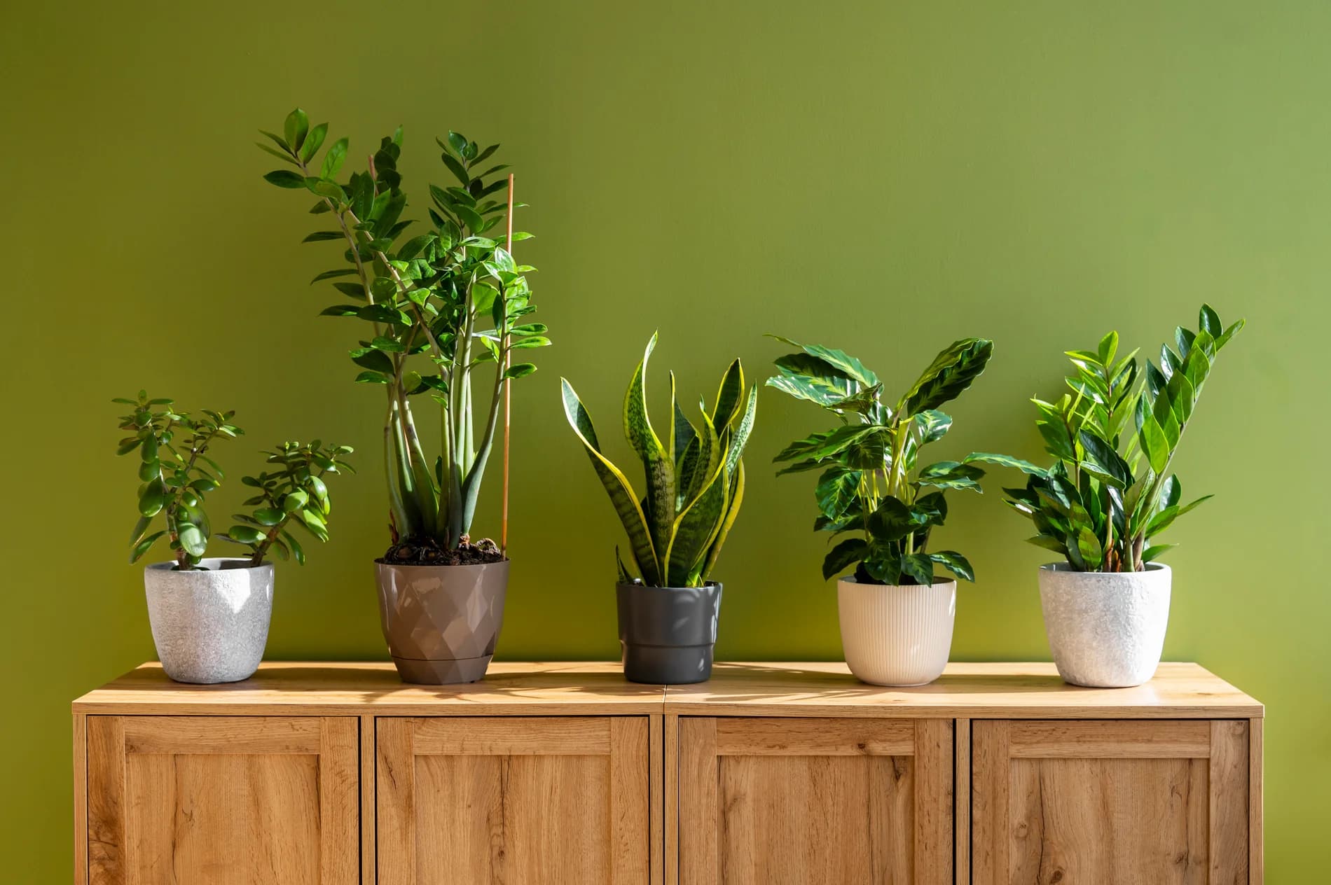 5 Beginner-Friendly Plants You Can Find at Rimba Garden Central