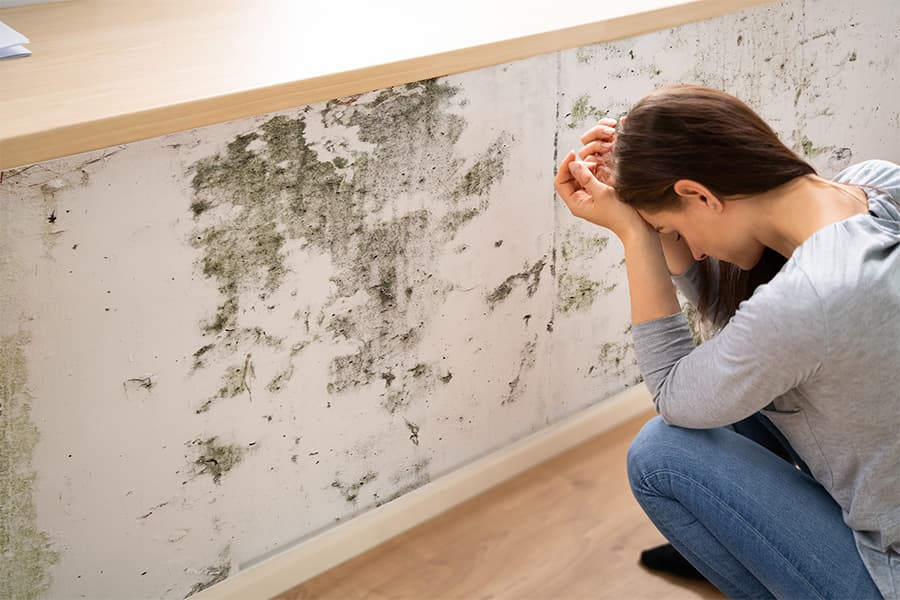 Mold in Your Home? Here’s Everything You Need to Know